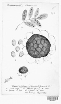 Ravenelia glanduliformis image